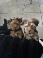 Reese, a male Yorkshire Terrier for sale in Phoenix, AZ – Photo 7 of 8