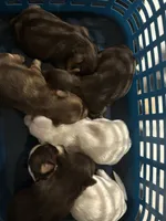 Reese, a male Yorkshire Terrier for sale in Phoenix, AZ – Photo 3 of 8