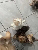 Reese, a male Yorkshire Terrier for sale in Phoenix, AZ – Photo 6 of 8