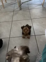 Reese, a male Yorkshire Terrier for sale in Phoenix, AZ – Photo 5 of 8