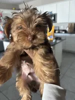 Reese, a male Yorkshire Terrier for sale in Phoenix, AZ – Photo 1 of 8