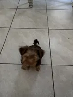 Reese, a male Yorkshire Terrier for sale in Phoenix, AZ – Photo 8 of 8