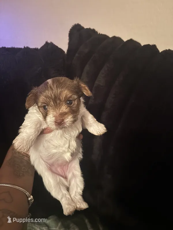Pebbles  – Yorkshire Terrier puppy for sale in Laveen, AZ