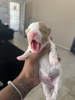 Steward Little , a male Yorkshire Terrier for sale in Laveen, AZ – 5 of 10