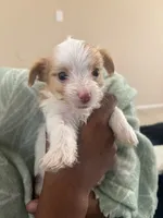 Steward Little , a male Yorkshire Terrier for sale in Laveen, AZ – 3 of 10