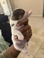 Beethoven , a male Yorkshire Terrier for sale in Laveen, AZ – 4 of 9