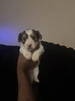 Beethoven , a male Yorkshire Terrier for sale in Laveen, AZ – 2 of 9