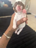 Pebbles , a female Yorkshire Terrier for sale in Laveen, AZ – 4 of 8