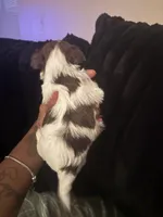 Pebbles , a female Yorkshire Terrier for sale in Laveen, AZ – 2 of 8