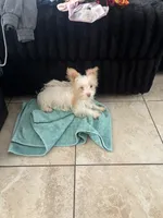 Steward Little , a male Yorkshire Terrier for sale in Laveen, AZ – 9 of 10