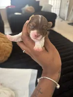 Pebbles , a female Yorkshire Terrier for sale in Laveen, AZ – 6 of 8