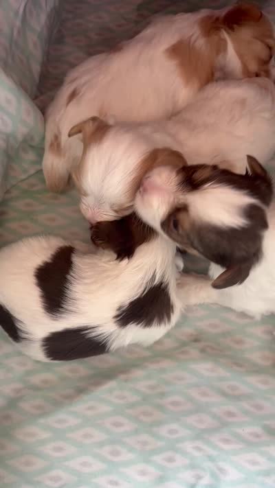 Pebbles , a female Yorkshire Terrier for sale in Laveen, AZ – 5 of 8