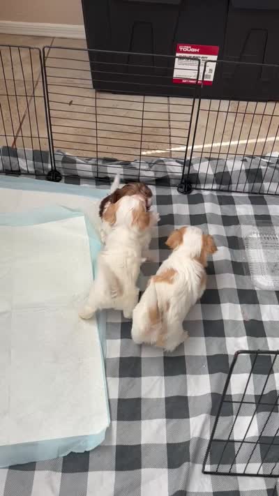 Pebbles , a female Yorkshire Terrier for sale in Laveen, AZ – 8 of 8