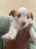 Steward Little , a male Yorkshire Terrier for sale in Laveen, AZ – 4 of 10