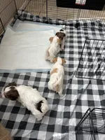 Steward Little , a male Yorkshire Terrier for sale in Laveen, AZ – 10 of 10