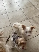 Steward Little , a male Yorkshire Terrier for sale in Laveen, AZ – 5 of 10