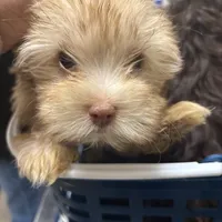 Cinnamon, a female Yorkshire Terrier for sale in Phoenix, AZ – Photo 7 of 10