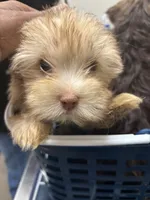 Cinnamon, a female Yorkshire Terrier for sale in Phoenix, AZ – Photo 7 of 10