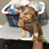 Cinnamon, a female Yorkshire Terrier for sale in Phoenix, AZ – Photo 4 of 10