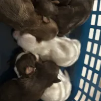 Cinnamon, a female Yorkshire Terrier for sale in Phoenix, AZ – Photo 9 of 10