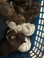 Cinnamon, a female Yorkshire Terrier for sale in Phoenix, AZ – Photo 9 of 10