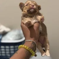 Cinnamon, a female Yorkshire Terrier for sale in Phoenix, AZ – Photo 6 of 10