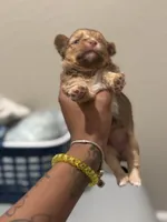 Cinnamon, a female Yorkshire Terrier for sale in Phoenix, AZ – Photo 6 of 10