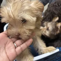 Cinnamon, a female Yorkshire Terrier for sale in Phoenix, AZ – Photo 2 of 10