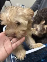 Cinnamon, a female Yorkshire Terrier for sale in Phoenix, AZ – Photo 2 of 10