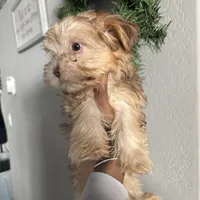 Cinnamon, a female Yorkshire Terrier for sale in Phoenix, AZ – Photo 1 of 10