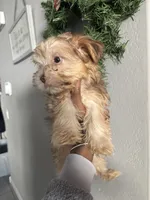 Cinnamon, a female Yorkshire Terrier for sale in Phoenix, AZ – Photo 1 of 10