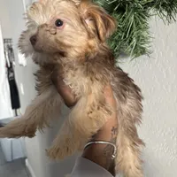 Cinnamon, a female Yorkshire Terrier for sale in Phoenix, AZ – Photo 8 of 10