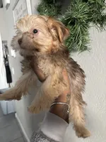 Cinnamon, a female Yorkshire Terrier for sale in Phoenix, AZ – Photo 8 of 10