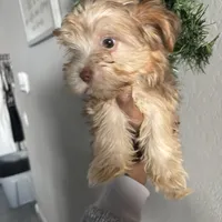 Cinnamon, a female Yorkshire Terrier for sale in Phoenix, AZ – Photo 5 of 10