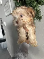 Cinnamon, a female Yorkshire Terrier for sale in Phoenix, AZ – Photo 5 of 10