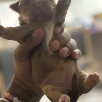 Cinnamon, a female Yorkshire Terrier for sale in Phoenix, AZ – Photo 3 of 10