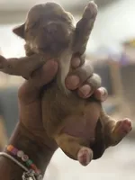 Cinnamon, a female Yorkshire Terrier for sale in Phoenix, AZ – Photo 3 of 10