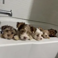 Cinnamon, a female Yorkshire Terrier for sale in Phoenix, AZ – Photo 10 of 10