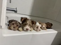 Cinnamon, a female Yorkshire Terrier for sale in Phoenix, AZ – Photo 10 of 10