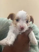 Steward Little , a male Yorkshire Terrier for sale in Laveen, AZ – 2 of 10