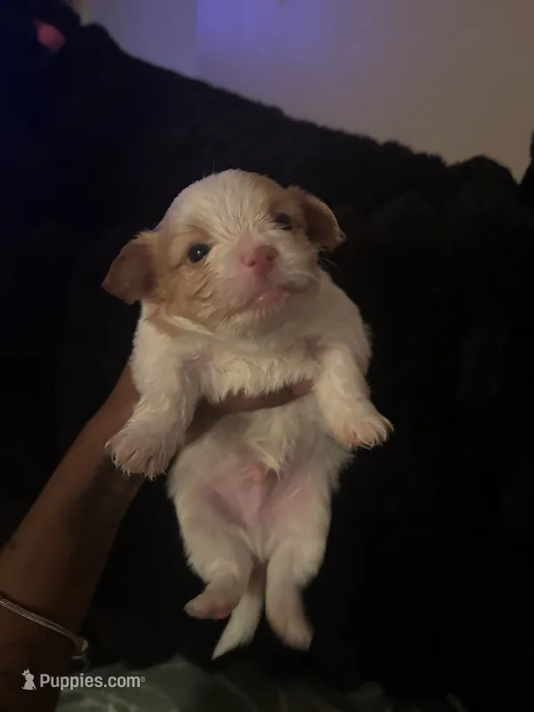 Steward Little  – Yorkshire Terrier puppy for sale in Laveen, AZ