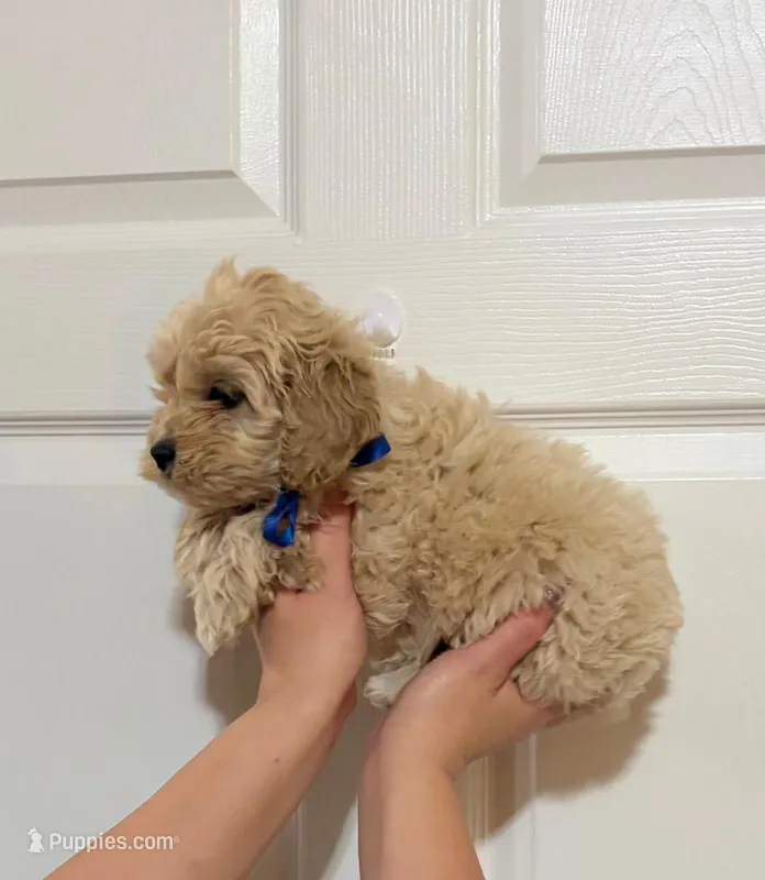 Milo – Miniature Goldendoodle puppy for sale in Homestead, FL