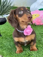 Bella, a female Dachshund for sale in Homestead, FL – Photo 2 of 3