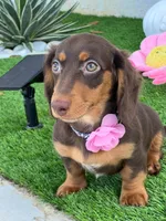 Bella, a female Dachshund for sale in Homestead, FL – Photo 1 of 3