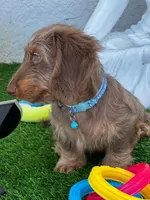 Tito, a male Dachshund for sale in Homestead, FL – Photo 3 of 6