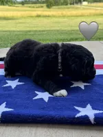 Cobra, a male Saint Berdoodle for sale in Lexington, KY – 3 of 10