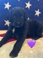 Nova , a female Saint Berdoodle for sale in Lexington, KY – 1 of 10