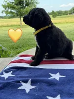 Corvette , a female Saint Berdoodle for sale in Lexington, KY – 6 of 7