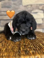 Tigress, a female Saint Berdoodle for sale in Lexington, KY – Photo 1 of 4