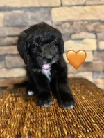 Tigress, a female Saint Berdoodle for sale in Lexington, KY – Photo 3 of 4